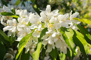 Close up view of white blooming apple tree in spring time