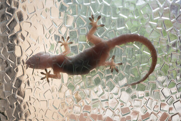 View of lizard on traparent waindow.