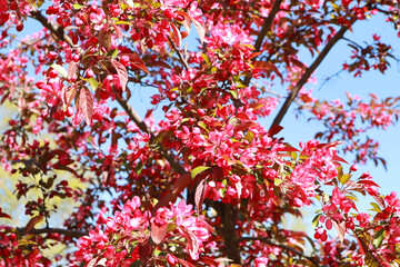 Close up view of pink Malus × floribunda Siebold ex Van Houtte