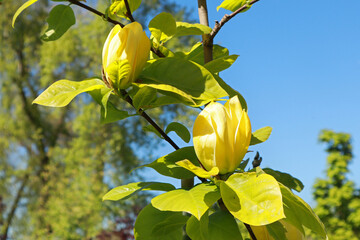  Close up view of yellow Magnolia acuminata