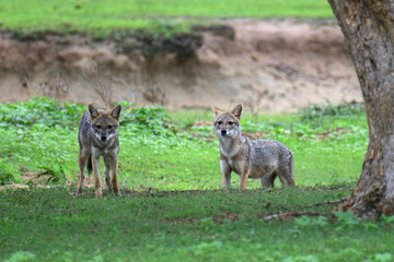Obraz premium Jackals in Yala