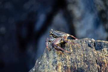 Crabs close up photography