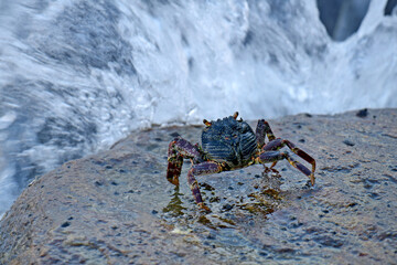 Crabs close up photography