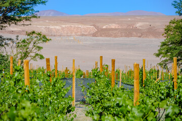 Fototapeta na wymiar Vinícola localizado no deserto. Agricultura no deserto. Deserto do Atacama, Chile. 