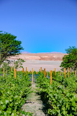 Fototapeta na wymiar Vinícola localizado no deserto. Agricultura no deserto. Deserto do Atacama, Chile. 
