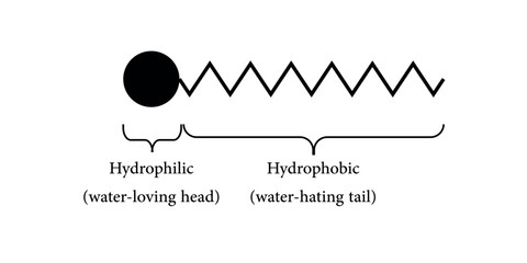 Parts of surfactants. Head and tail of hydrophilic. Nonionic, anionic, cationic and amphoteric. Scientific resources for teachers and students.