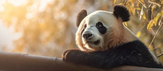 Outdoor-Kissen cute panda is in the forest © siti