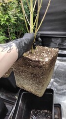cannabis plants in vegetative stage