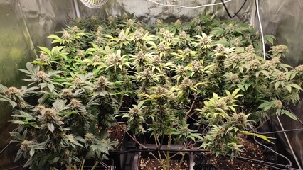 cannabis plants in vegetative stage