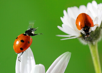 Zwei rote Marienkäfer (Coccinellidae) auf weißer Blüte 