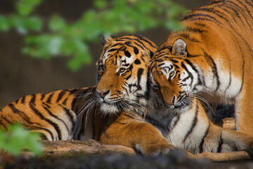 Sibirische Tiger (Panthera tigris altaica) Paar 