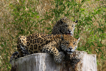 Jaguar (Panthera onca) Raubtier auf Baumstamm