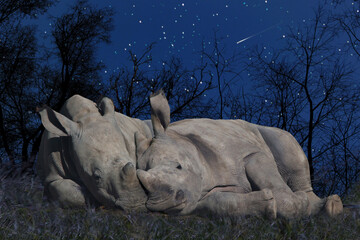 Breitmaulnashorn (Ceratotherium simum) zwei Nashörner schlafen unter Sternenhimmel, Ostafrika