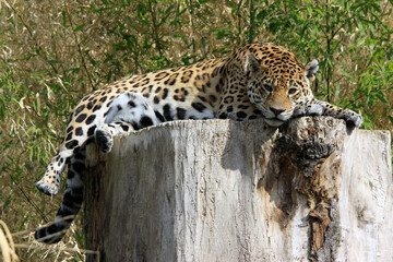 Jaguar (Panthera onca) Raubtier auf Baumstamm