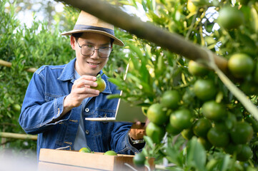 man, a citrus farmer, collects the fruit from the orange trees in his garden.