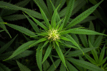 cannabis plants in vegetative stage