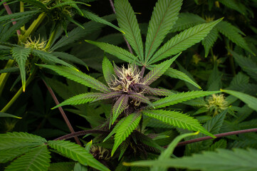 cannabis plants in vegetative stage