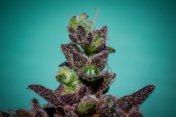 cannabis plants in vegetative stage