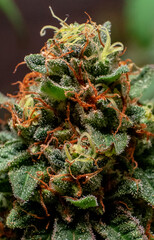 cannabis plants in vegetative stage