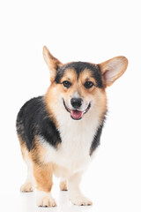 Pembroke Welsh Corgi portrait isolated on white studio background with copy space, purebred dog