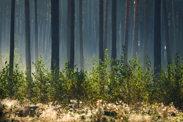 FOREST - Small birches and pine trees in the morning mist