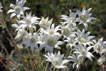 Fototapeta premium Closeup overhead view of a sunlit group of Flannel flowers in spring, New South Wales Australia 