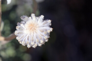 Macro image of a Flannel flower seedhead, New South Wales Australia
