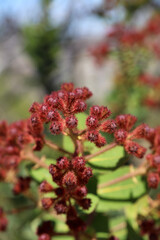 Macro image of Dwarf Apple buds in spring, New South Wales Australia
