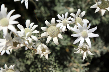 Overhead view of a sunlit group of Flannel flowers in spring, New South Wales Australia
