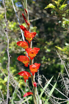 Sunlit Orange and yellow Dalen's gladiolus blooms, New South Wales Australia
