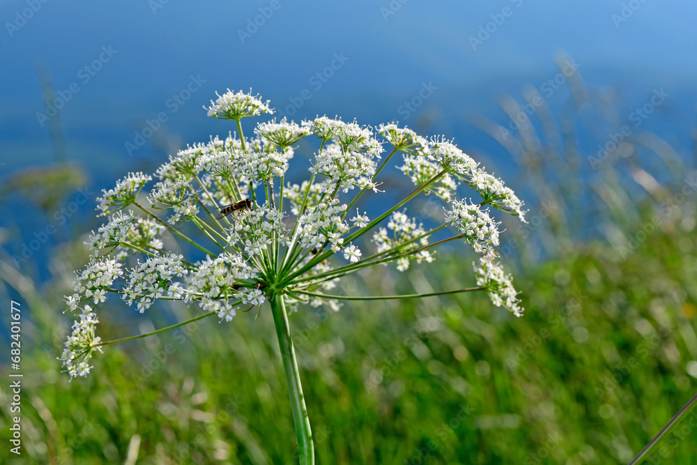 Canvas Prints Berg-Laserkraut, Bergkümmel // Laserwort (Laserpitium siler) - Stol, Slowenien