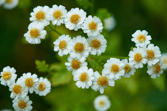 Mutterkraut (Tanacetum parthenium)	
