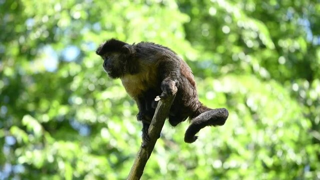 Capuchin monkey defecating while standing on the tree branch