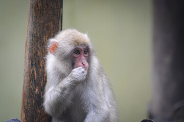 Monkey grooming,The Japanese macaque, Macaca fuscata, also known as the snow monkey, is a terrestrial monkey