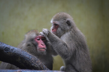 Monkey grooming,The Japanese macaque, Macaca fuscata, also known as the snow monkey, is a terrestrial monkey