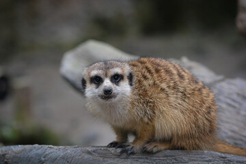Fototapeta premium Suricata suricatta, The Meerkat or suricate is a small mongoose, have foreclaws adapted for digging and have the ability to thermoregulate to survive, highly social, and they live in rock crevices 