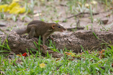 Naklejka na ściany i meble The squirrel is rest on root tree