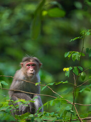 Bonnet macaque
