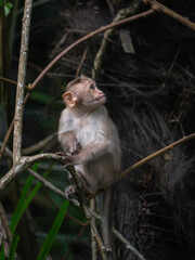 Bonnet macaque
