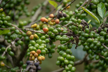 coffee plantation india