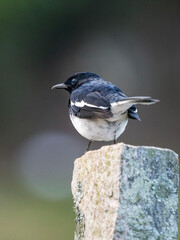 BIRDS OF SOUTH INDIA