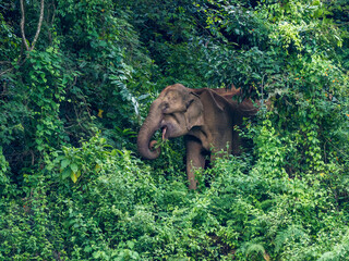 asian elephant in natural habitats in kerala india