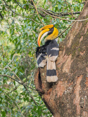 grate indian hornbil kerala state bird