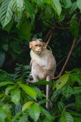 Bonnet macaque
