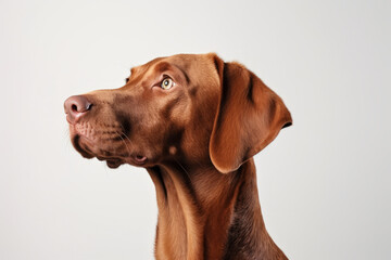 A curious liver-colored vizsla gazes up with hopeful snout, embodying the pure bond between human and animal as a loyal pet and beloved mammal