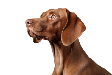 A majestic vizsla with a liver-colored coat gazes up with devoted eyes, embodying the loyalty and companionship of a beloved pet, seamless background