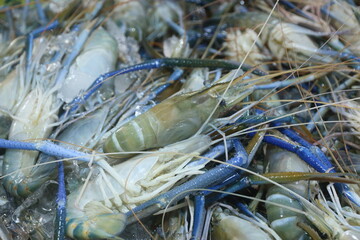 Giant freshwater prawns in a market