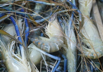 Giant freshwater prawns in a market