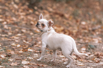 chihuahua puppy sitting on the floor