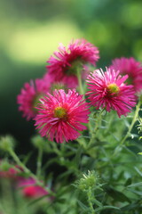 kwiaty, lato, kwiaty, flowers,